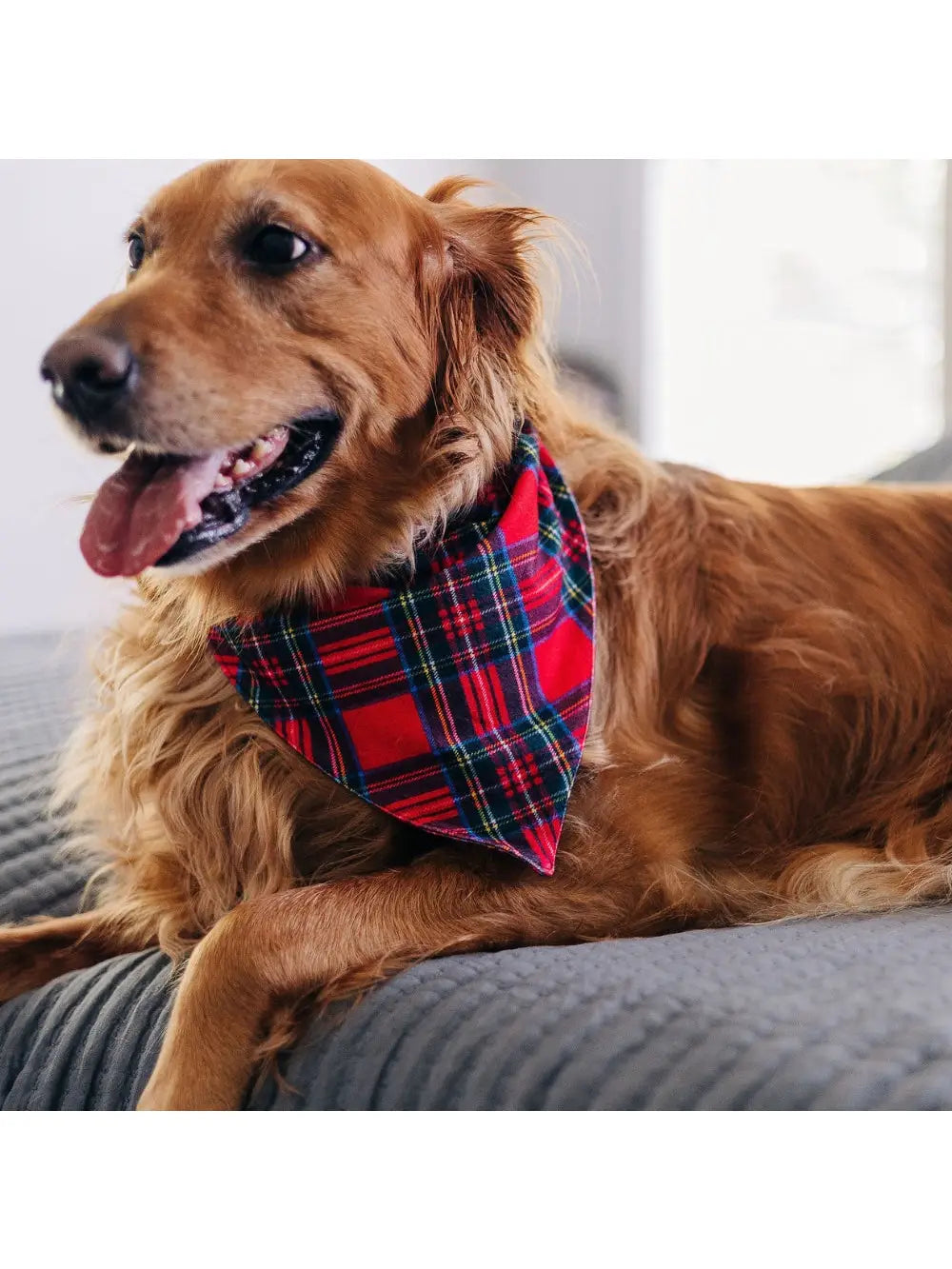 Tartan Plaid Dog Bandana